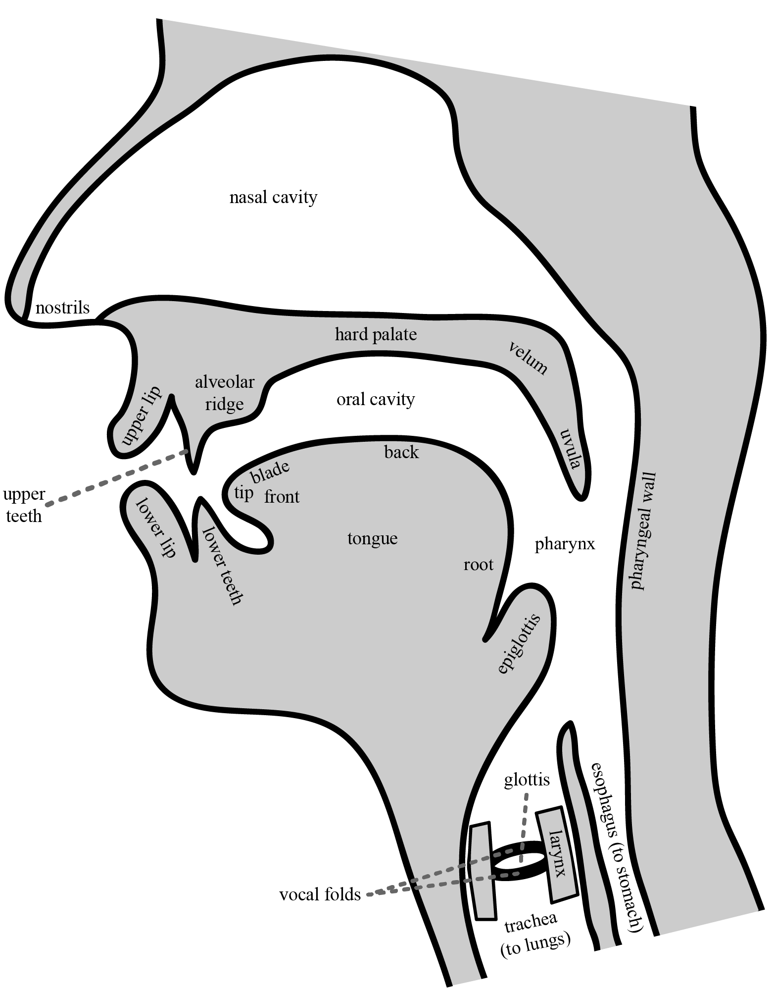 Midsagittal view of the vocal tract, facing left, with various body parts labelled.