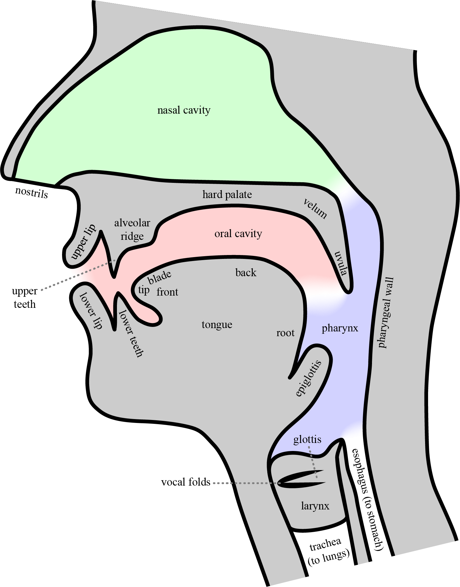 Midsagittal view of the vocal tract, facing left, with various body parts labelled.