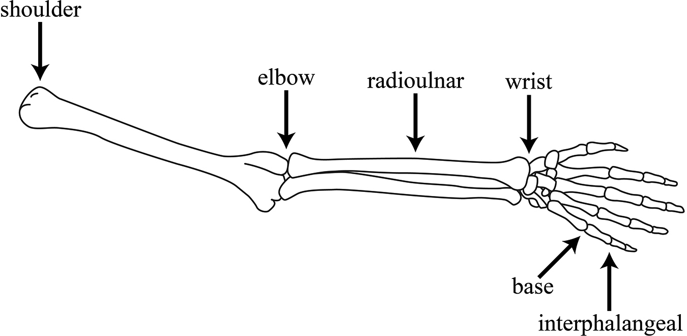 Skelton arms, with the shoulder, eblow, radioulnar, wrist, base knuckles, and interphalangeals labelled.