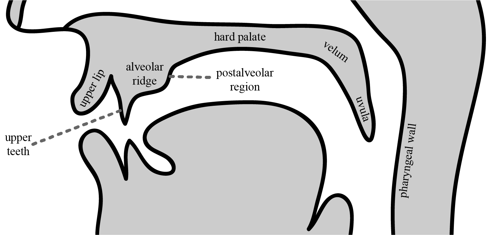 Midsagittal view of the passive articulators, labelled from left going clockwise: upper lip, upper teeth, alveolar ridge, postalveolar region, hard palate, velum, uvula, and pharyngeal wall.