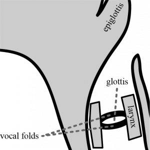Midsagittal diagram of the larynx, showing the vocal folds stretched from front to back.