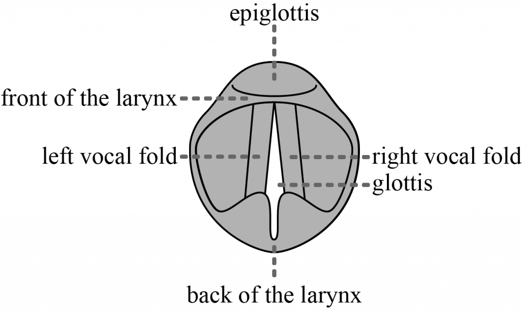 3.3 Describing Consonants: Place And Phonation – Essentials Of ...