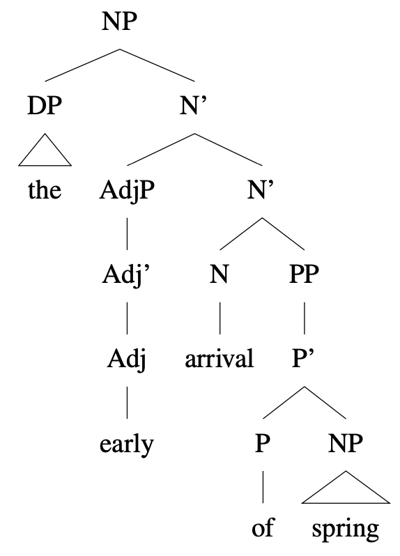 Tree diagram: [NP the early arrival of spring]