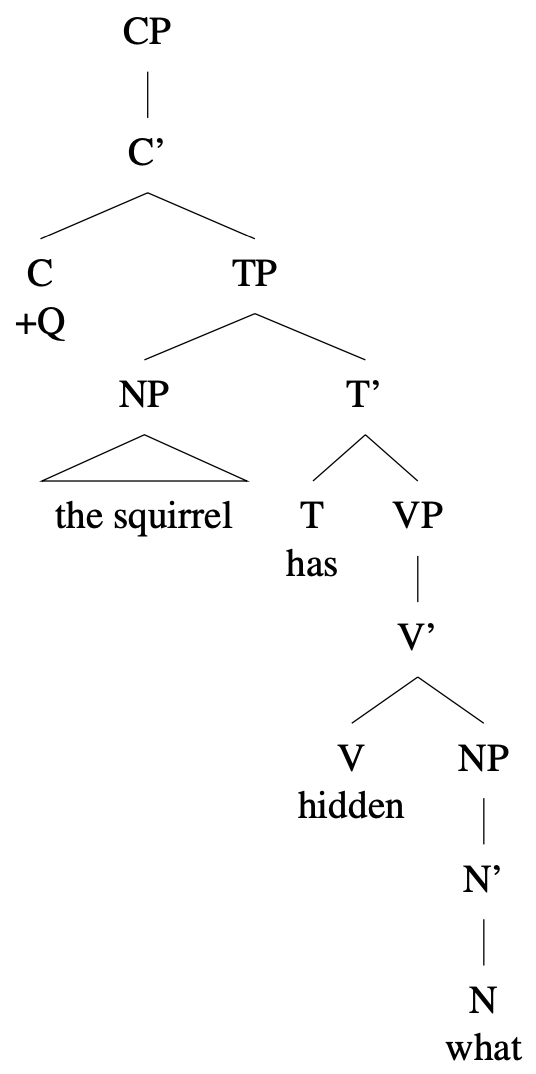 Tree diagram: [CP [C' [C +Q] [TP [NP the squirrel] [T' [T has] [VP [V hidden] [NP what] ] ] ] ]