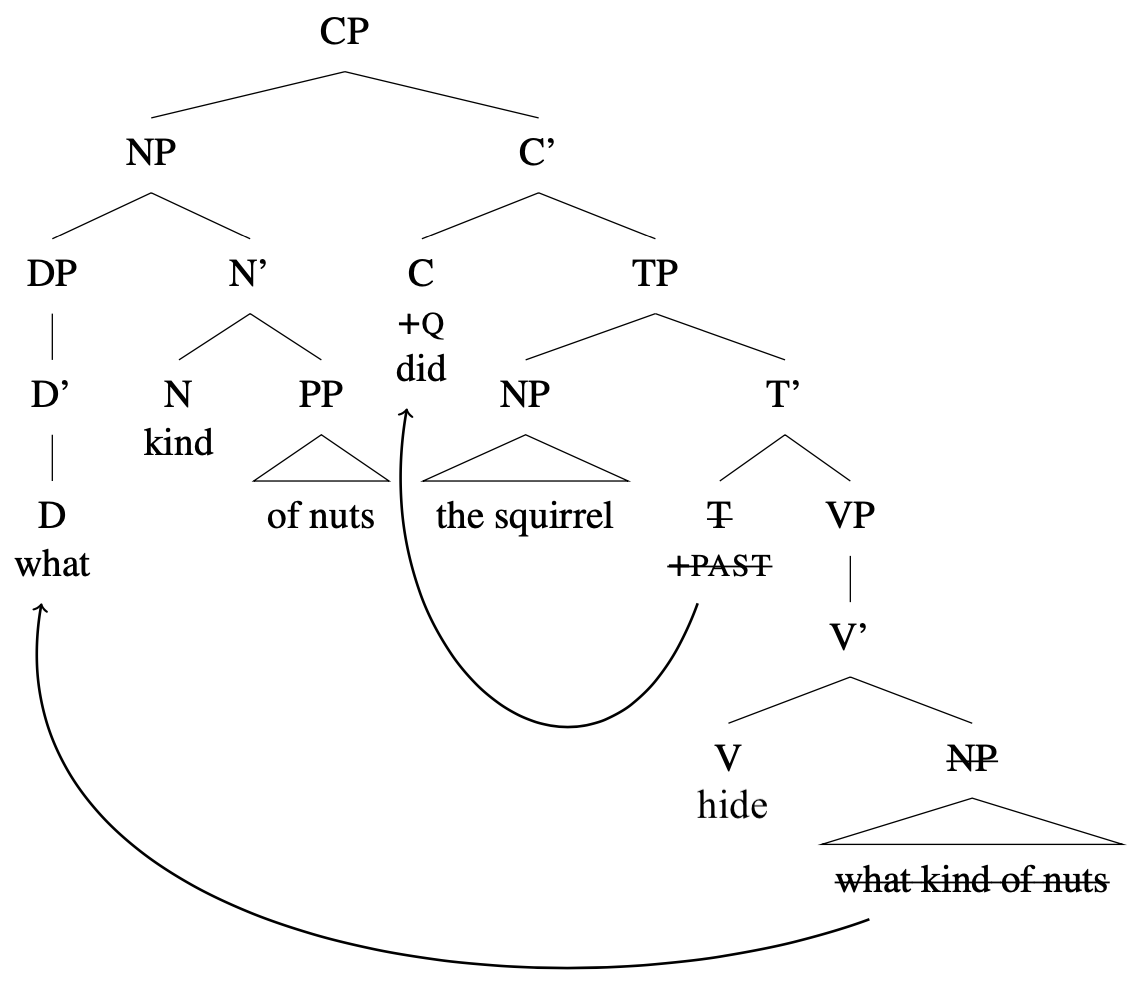 Tree diagram: [CP [NP [DP what] [N' kind of nuts] ] [C' [C +Q did ] [TP [NP the squirrel] [crossed out T+PAST] [VP [V hidden] [crossed out NP what kind of nuts ] ] ] ] ] Arrows from T to C and from lower "what kind of nuts" to "what kind of nuts in Spec,CP