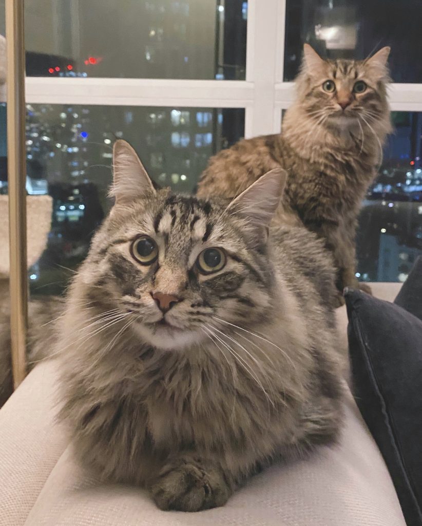 A photo of two Siberian Forest Cats on a couch, looking at the camera. The one in the foreground is grey and striped. The one in the background is brown and striped.