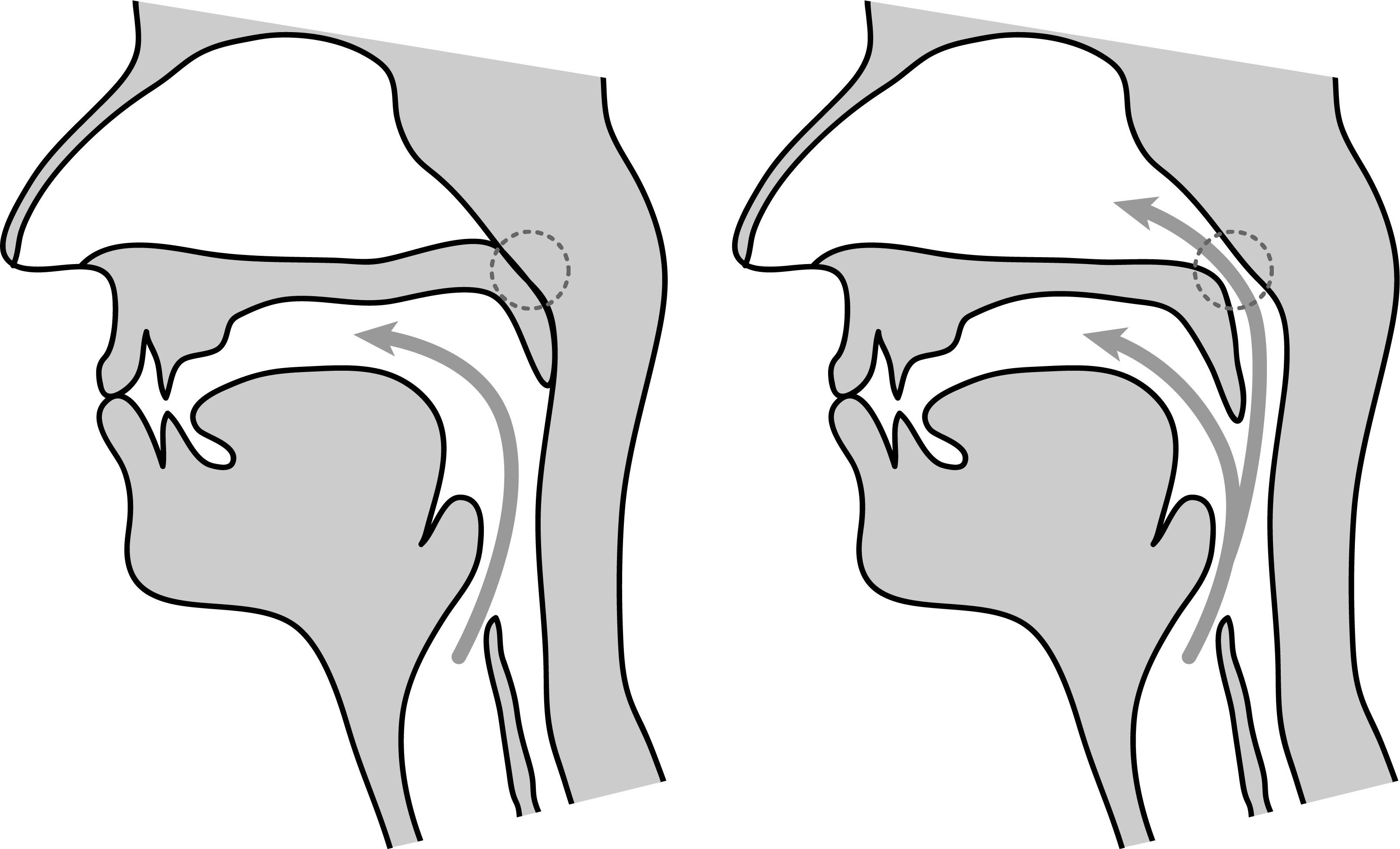 Midsagittal diagrams of oral and nasal stops, showing the velum raised and retracted for the oral stop on the left and the velum lowered and fronted for the nasal stop on the right.