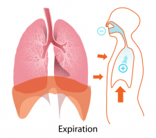 The Basic Mechanics of Breathing – Basic Principles of Mechanical ...