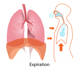 A diagram of the expiration (exhalation) process