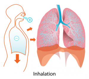 A diagram that shows the lungs during inhalation