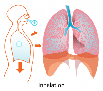 The Basic Mechanics of Breathing – Basic Principles of Mechanical ...