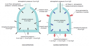A diagram of lung pressures at the end of expiration and during inspiration.