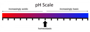 A pH scale
