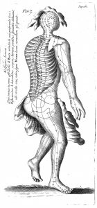 Sites for the application of acupuncture