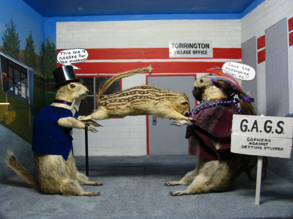 Diorama labelled “Torrington Village Office” in which two gophers fight over the body of a third gopher. The first gopher in a tophat and tuxedo vest yells, “This one is needed for the museum,” and the other in a purple plaid poncho and long ponytail, standing beside a GAGS (Gophers Against Getting Stuffed) poster exclaims, “Save the endangered species.”