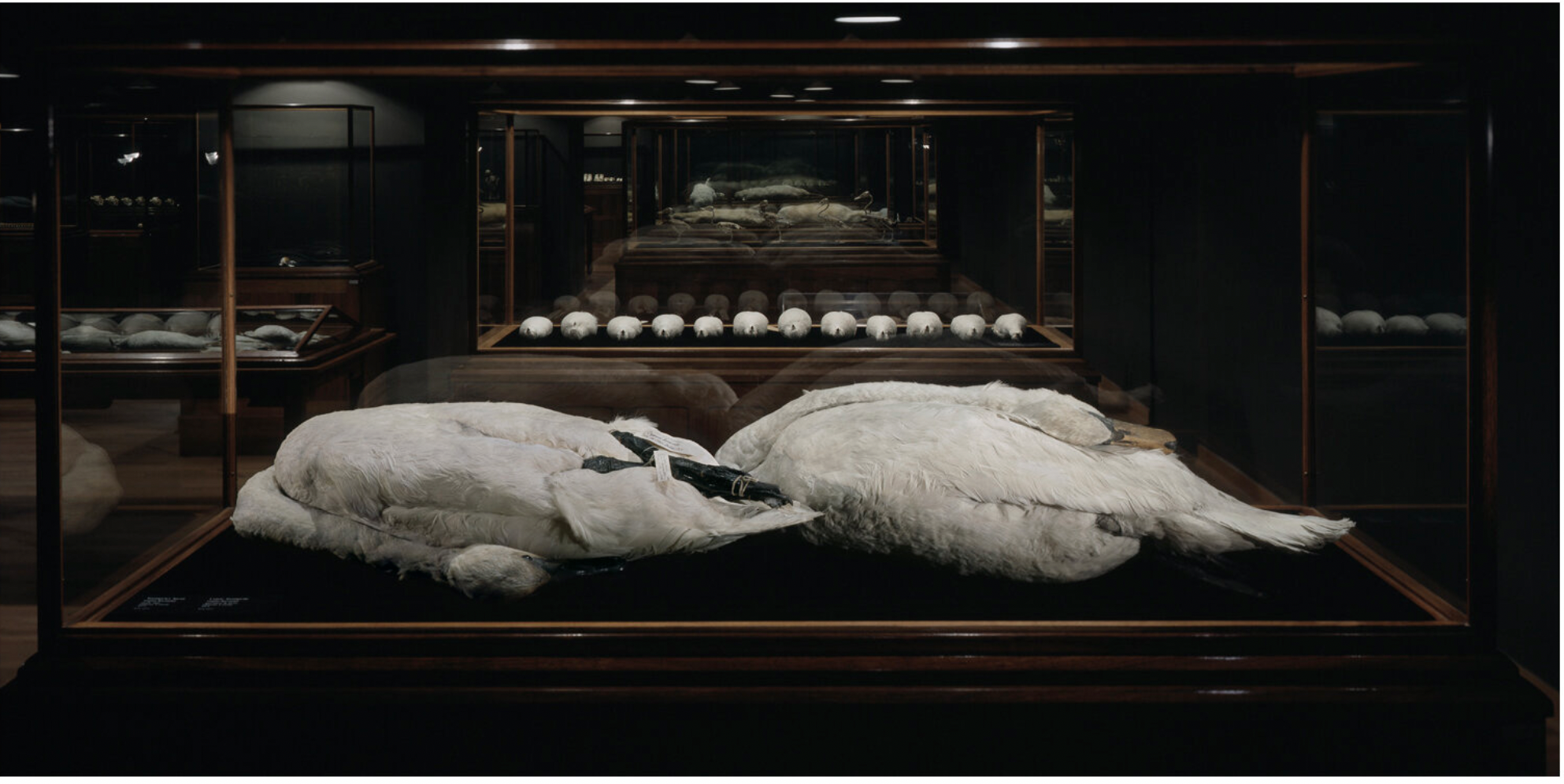 The bodies of two white swans are laid end-to-end in a glass case. Their necks are folded back along their bodies.