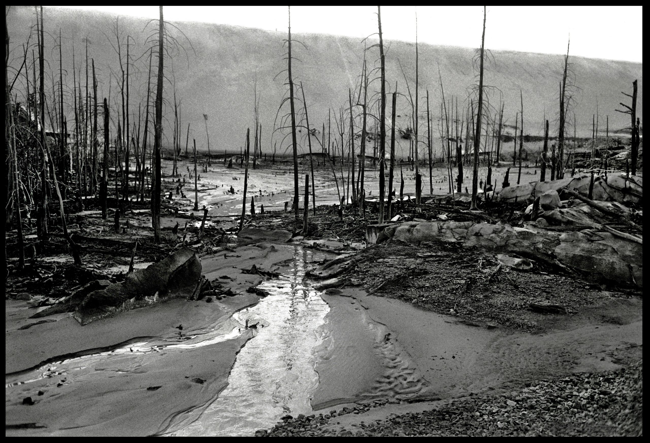 Black and white photograph of lifeless trees surrounded by radioactive sludge, with a 10 metre wall of sandy radioactive waste in the background.
