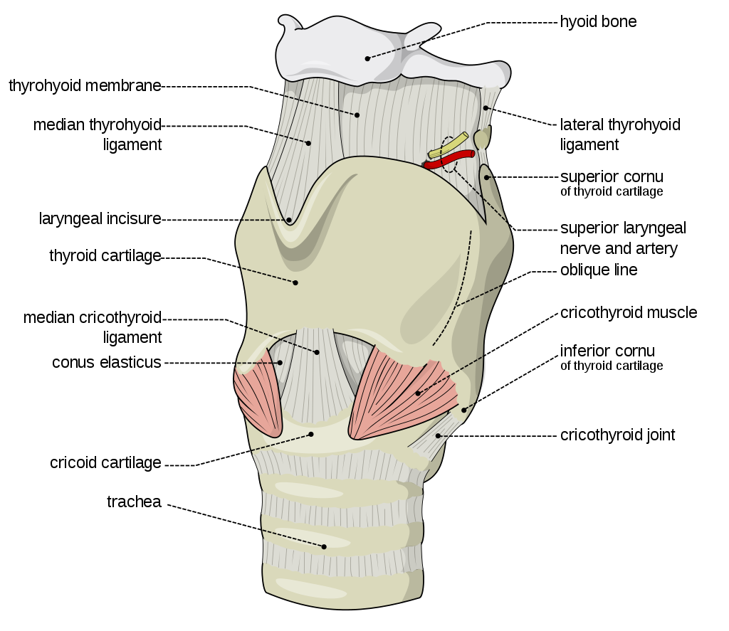 Larynx external