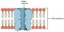 3.3 Unique Characteristics of Prokaryotic Cells – Microbiology ...