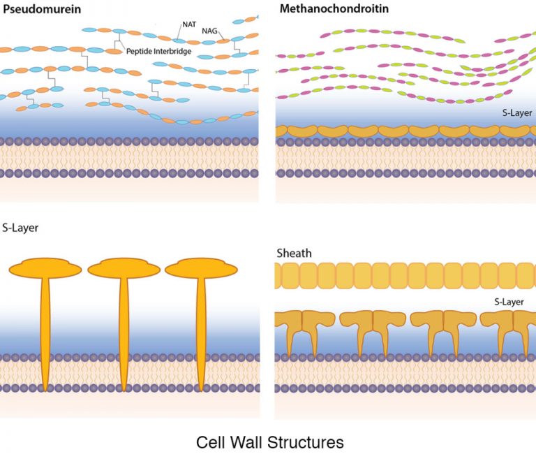 A diagram depicting four different archaeal cell wall structures pseudomurein, methanochondroitin, S-layers and a proteinaceous sheath.