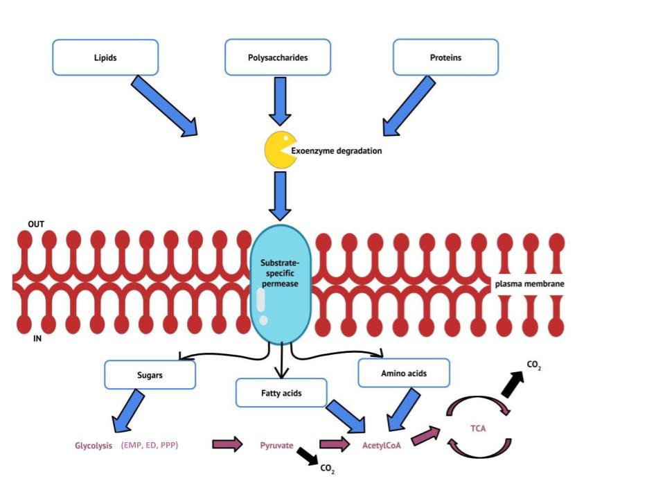 Figure summarizing the extracellular degradation of polysaccharides, lipids and proteins with the active transport of the products into the cell using substrate-specific transporters. These then flow into the central catabolic pathways of heterotrophs.
