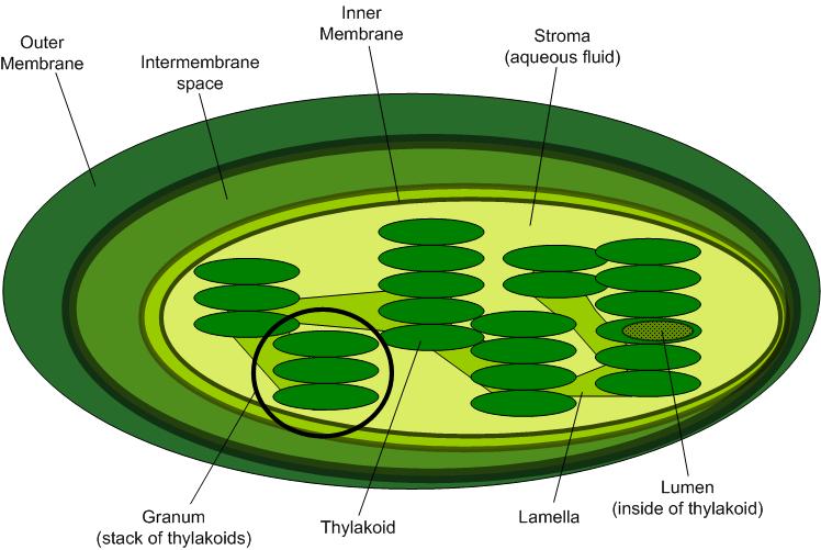 Drawing of a chloroplast, which is a bean shaped structure with an outer membrane and an inner membrane. Between these is the intermembrane space. Inside the inner membrane is an aqueous fluid called stroma and membranes (thylakoids) that form stacks called (grana). The thylakoids form disks with an inner thylakoid lumen.