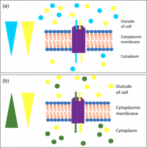 3.3 Unique Characteristics of Prokaryotic Cells – Microbiology ...