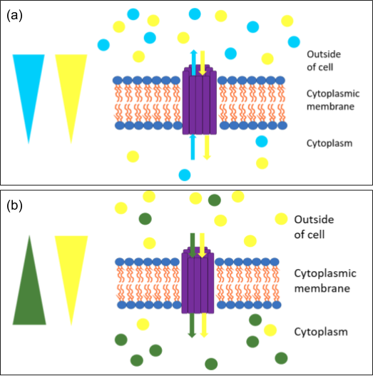 Figure depicting antiport and symport