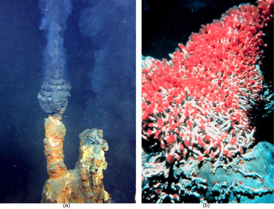 (a) Photograph depicting a hydrothermal vent, which is a crack in the Earth's crust, from which superheated gases emerge. (b) Photograph of tube worms that are unique to hydrothermal vent ecosystems.