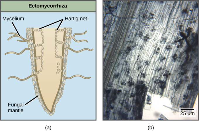 Diagram depicting a cross section of a plant root surrounded by ectomycorrhyzae and light micrograph of arbuscular mycorrhyzae inside of a plant root.