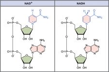 NAD-and-NADH-structures-225x149.jpg