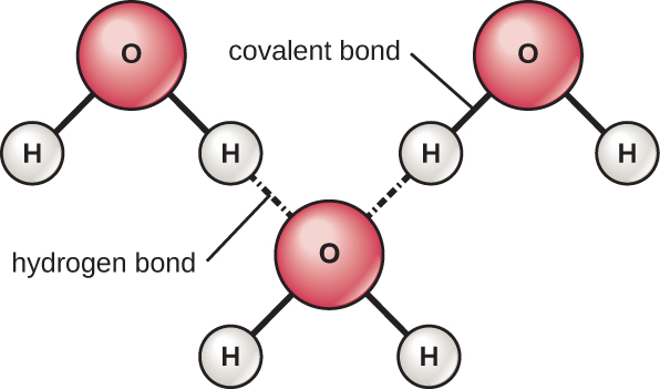 Three water molecules are shown. The atoms of each water molecule (hydrogen and oxygen) are connected by a covalent bond. The water molecules are connected by hydrogen bonds.