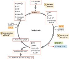 Appendix C| Metabolic Pathways – Microbiology: Canadian Edition