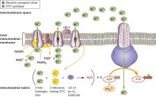 Appendix C| Metabolic Pathways – Microbiology: Canadian Edition