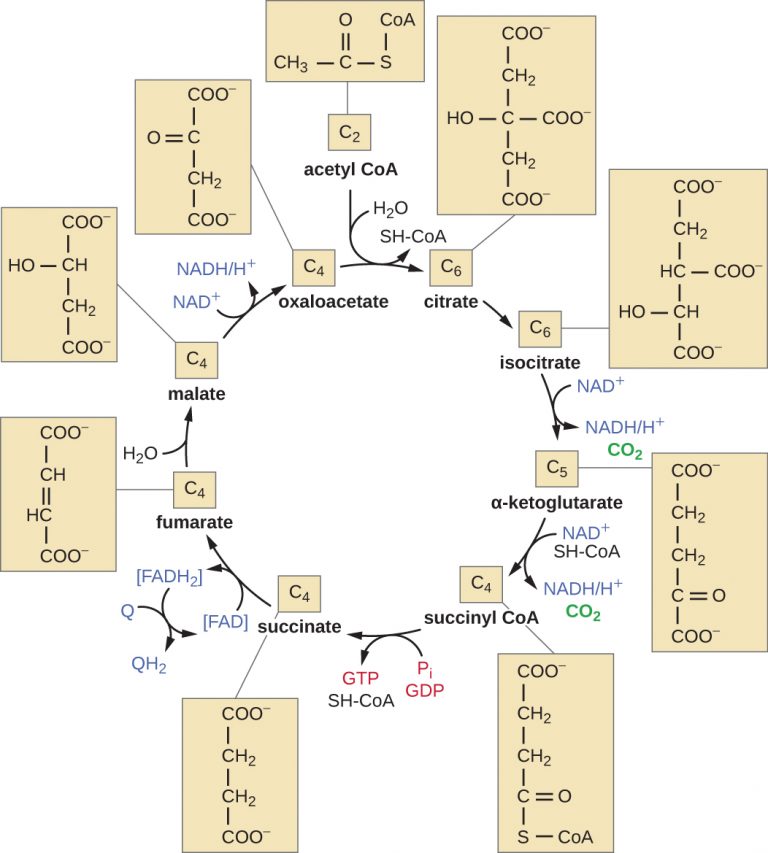 Appendix C| Metabolic Pathways – Microbiology: Canadian Edition