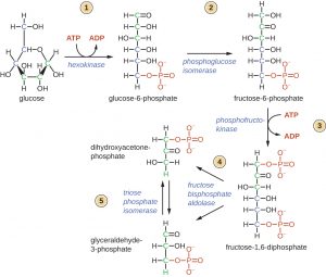 Appendix C| Metabolic Pathways – Microbiology: Canadian Edition