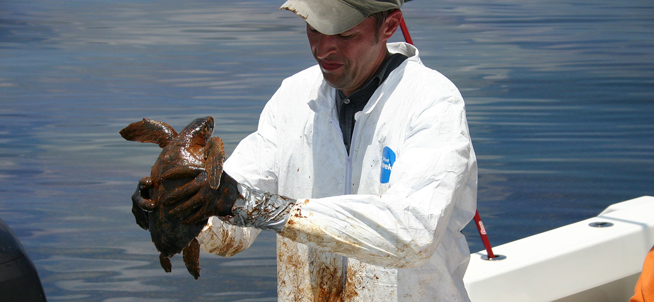 A veterinarian gets ready to clean a sea turtle covered in oil following the Deepwater Horizon oil spill of 2010. After the spill, there was a bloom of the naturally occurring oil-eating marine bacterium Alcanivorax borkumensis, helping to get rid of the oil.