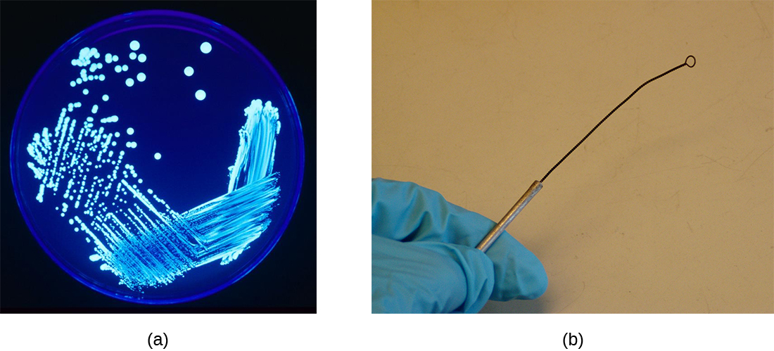 Figure a is a photograph of a Petri dish filled with a solid growth medium, and streaked with a bacterial culture using a technique to steadily dilute the bacteria until isolated colonies, arising from individual cells, are obtained. Figure b shows an inoculating loop, made of a wire that can be heated to red-hot to sterilize it, attached to a metal rod that is used as a handle.