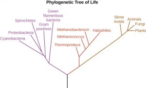 1.2 A Systematic Approach – Microbiology: Canadian Edition