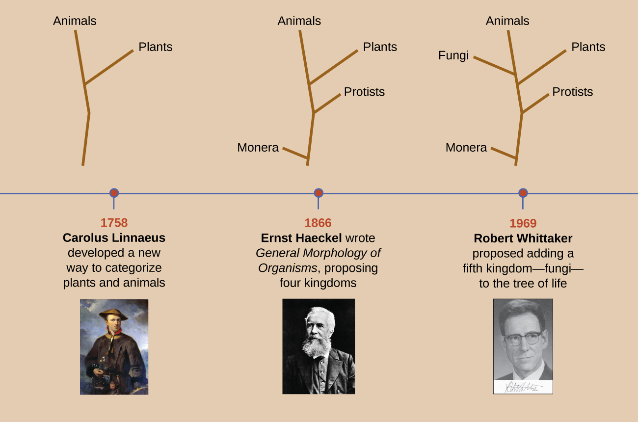 This timeline shows how the shape of the tree of life has changed over the centuries, beginning with the Linnaeus tree on the left, to the Haeckel tree in the middle, and the Whittaker tree on the right. As the tree evolved, more branches were added, all of which represent microorganisms.