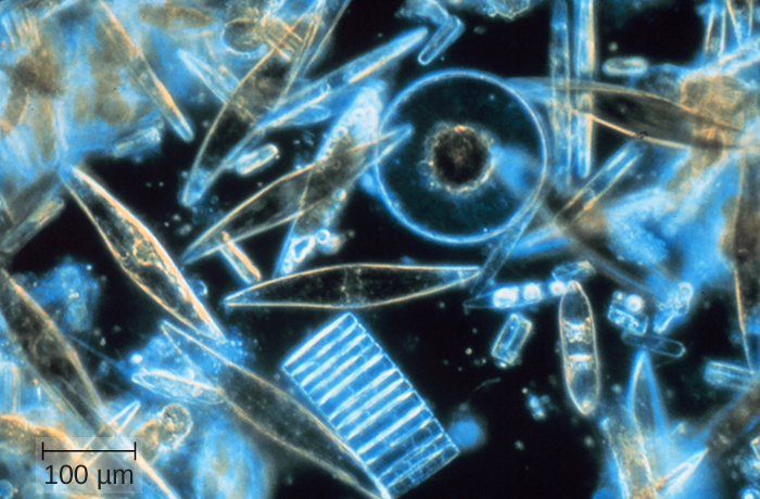A photograph of assorted diatoms, a kind of algae. They have a wide variety of different shapes and range in size from 2 μm to 200 μm.