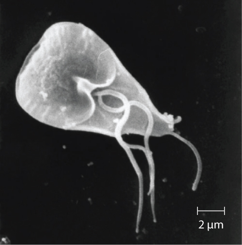 An electron micrograph of an intestinal protozoan parasite. The cell is triangular, approximately 3 x 8 µm in size, and has three long, thin flagella for swimming.