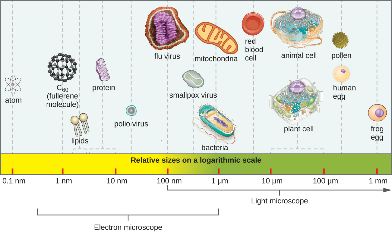 A Visual Size Comparison Of Microorganisms On A Human Scale - borninspace