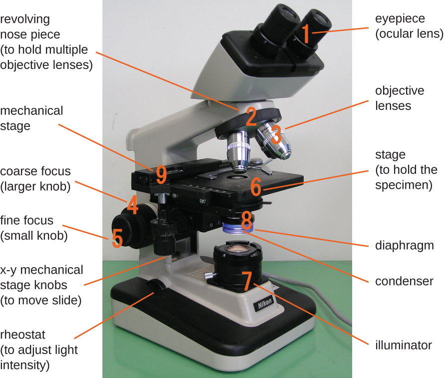 A photo of a microscope is shown with all of the various parts labelled.