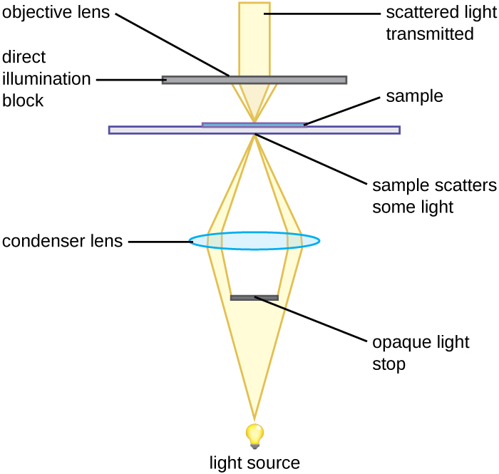 A diagram showing the light path in a darkfield microscope. Light travels from the light source to an opaque light stop which blocks the centre of the light beam. The outer beams are focused by a condenser lens onto the sample on the slide. The sample scatters some of the light. Another objective lens blocks direct illumination but transmits scattered light.