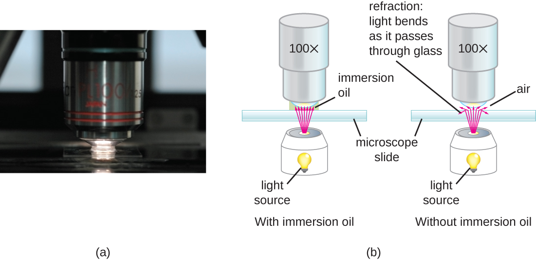 Photograph a shows a close-up of a lens from a brightfield microscope. The lens is nearly touching the slide below it and there is oil spanning the space between the lens and the slide. Diagram b shows the reduction of light refraction as it travels through the immersion oil, compared to traveling through air.