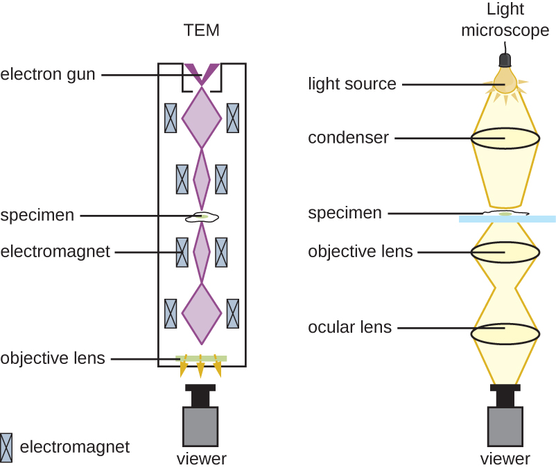 Light microscope