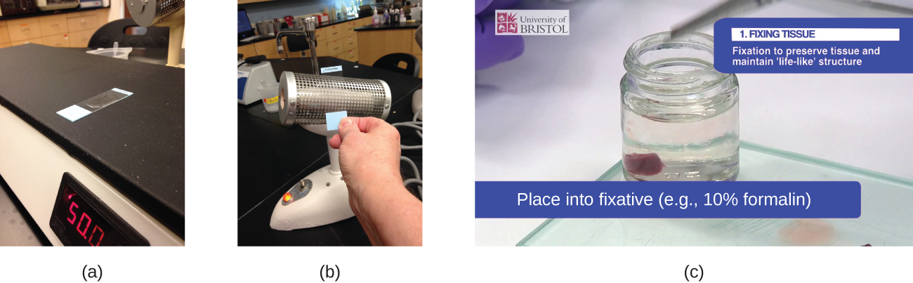 Photograph a shows a slide sitting on a flat heating surface. Photograph b shows a person heat-fixing a slide with an incinerator.