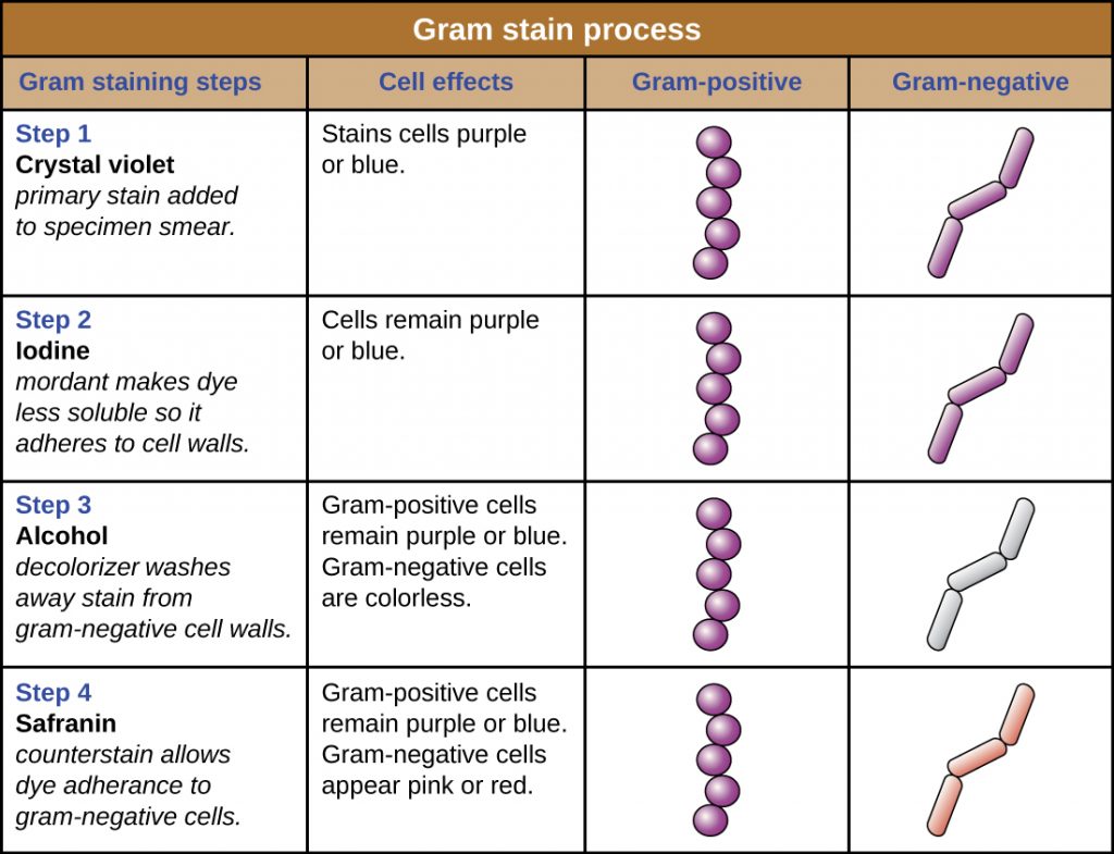 A table summarizing the Gram stain process.