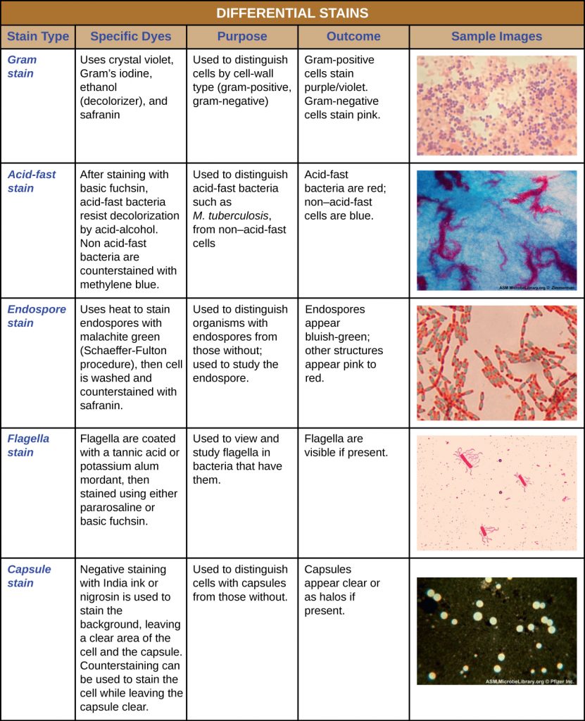 endospore stain procedure